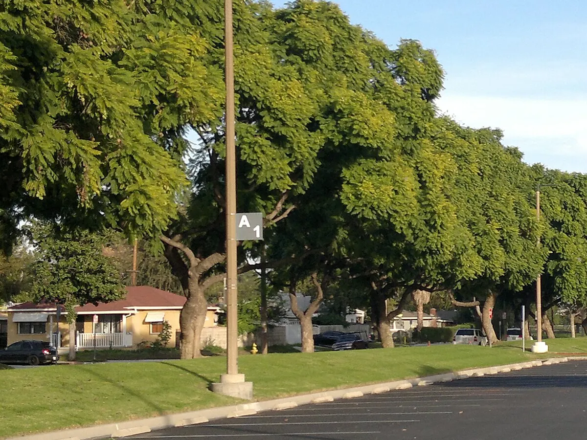 Single-story houses beside a row of shade trees and a parking lot in Rosemead